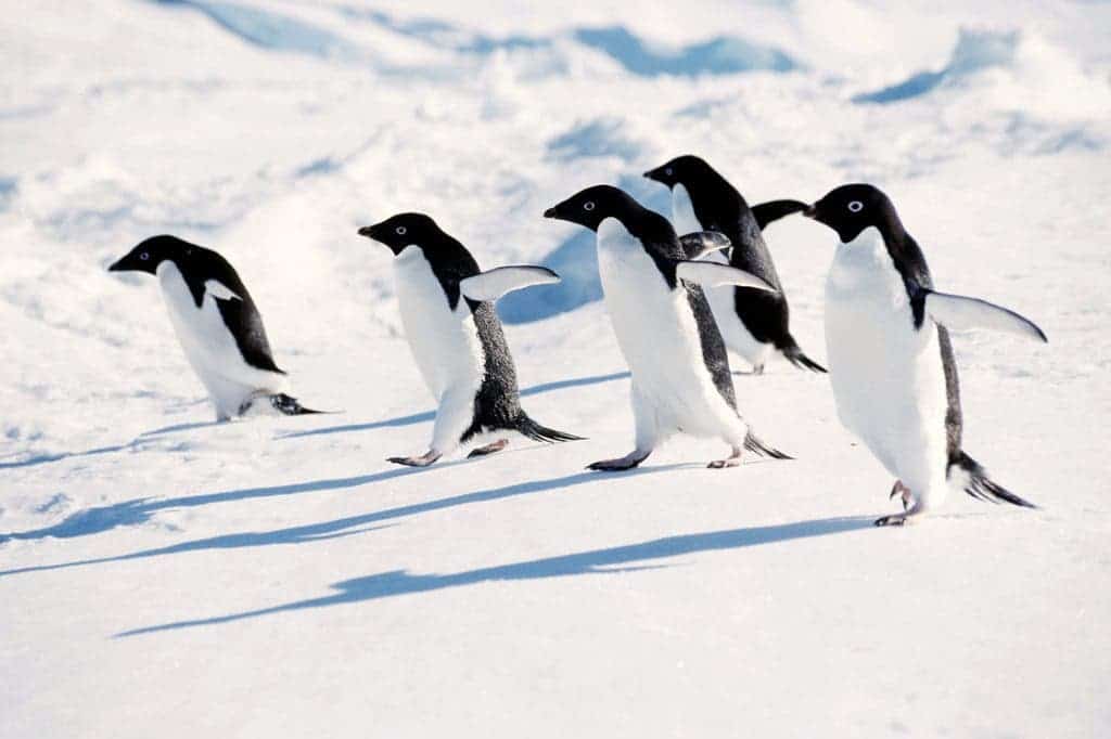 Adelie penguins going about their way. Photo :Peter & J. Clement/