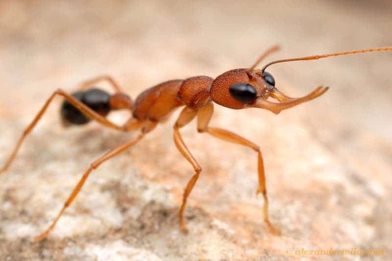 Harpegnathos saltator ants undergo dramatic physiological changes triggered by heightened dopamine levels, following ascension of the colony's social ladder. It's not just in their heads, when these ants climb in their society, they change their bodies as well!