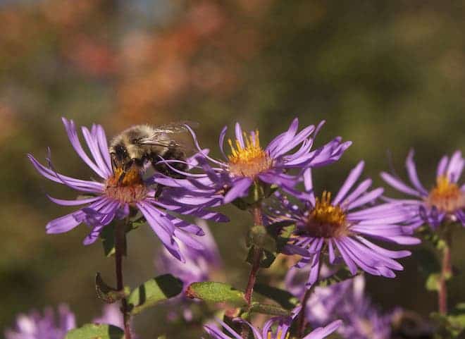 Bumblebees on ironweed. Photo: Brandon Keim/WIRED
