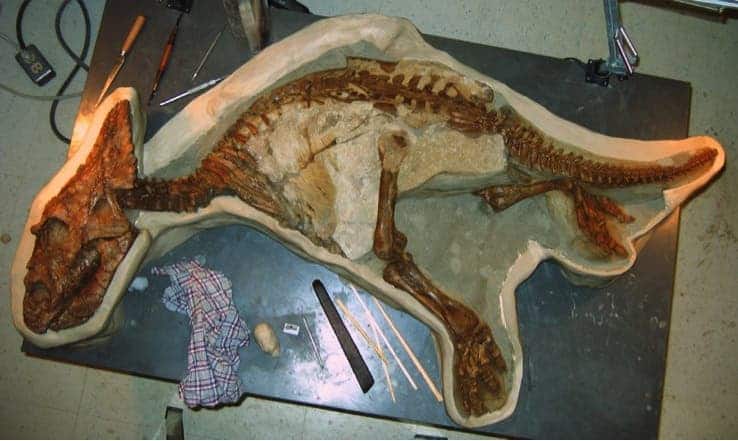 ceratopsid-skeleton