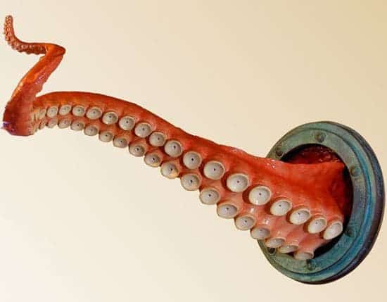 octopus tentacle