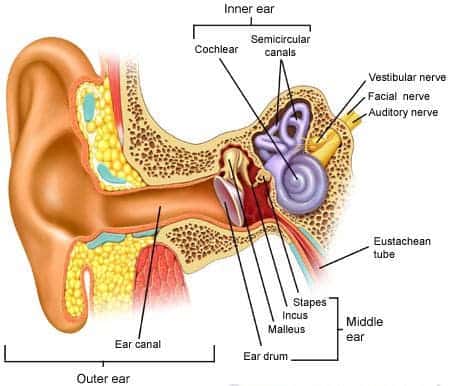 inner ear cochlea
