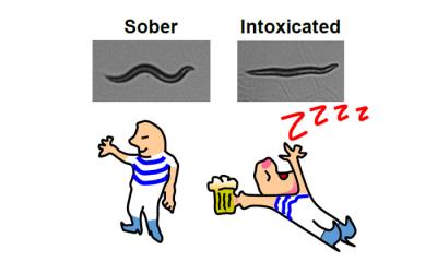 Scientists have grown mutated worms that don't get drunk. mage courtesy of Jon Pierce-Shimomura of The University of Texas at Austin.