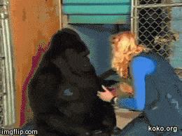 koko_gorilla-