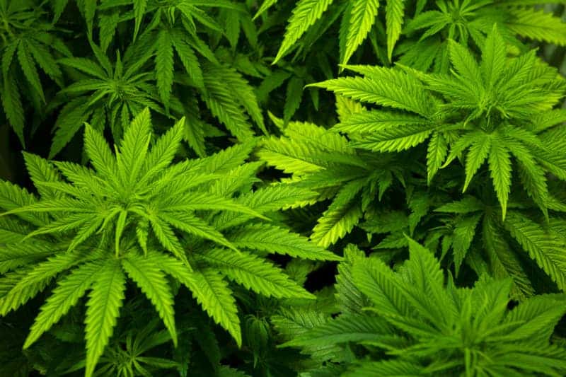 Marijuana (stock image).
Credit: © riccardo bruni / Fotolia