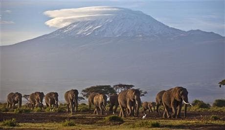 Elephant numbers are dwindling, with over 100.000 elephants being killed in Africa between 2010 and 2012. Image via AP.