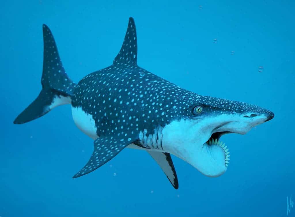 Helicoprion_Shark_by_DirkWachsmuth_h1600