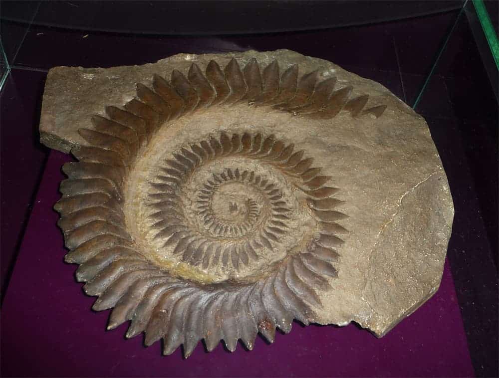 Spirale_dentaire_d'helicoprion