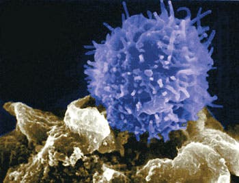 T-lymphocyte. Image via David Darling.
