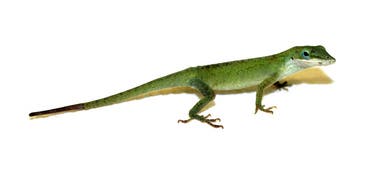 The green anole lizard (Anolis carolinensis) can lose and then regrow its tail, using cartilage and fat to replace the bone.