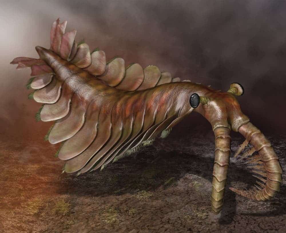 Hallucigenia revealed: the most surreal creature from the Cambrian