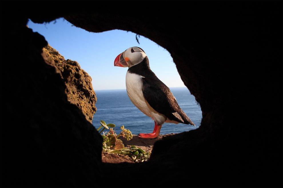 Atlantic puffins live in cliffs along the Atlantic during summer time. Their colonies have been steadily vanishing. Photo: CYRIL RUOSO, MINDEN PICTURES/CORBIS