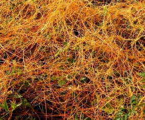 Due to the color and appearance, several other descriptive common names have been used for the plant, including devil’s hair, goldthread, love vine, strangle vine, and witch’s shoelaces. I'd add 'alien scum' to the growing list. Photo: Henderson State University