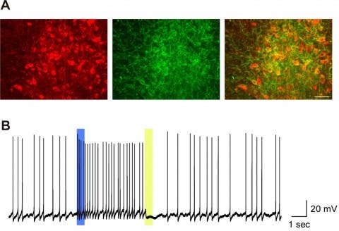(A) The picture on the left shows serotonin neurons in red. The middle picture shows neurons expressing light sensitive proteins in green. The picture on the right is an overlay of the previous two pictures, showing in orange light sensitive proteins selectively expressed in serotonin neurons. (B) Blue light illumination, 500 microsecond pulse, shown in blue line, induced spontaneous action potentials in the serotonin neuron for approximately 10 seconds. The yellow light illumination, 500 microsecond pulse, shown in yellow line, stopped spontaneous action potentials.