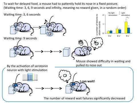 Figure 2. Effect of serotonin activation on waiting for delayed reward  The mouse easily could wait for 3 and 6 seconds to receive delayed food. When the duration was 9 seconds, the failure in waiting significantly increased. When serotonin neurons were activated with light stimulation during the 9-second delay, the number of reward wait failures significantly decreased.