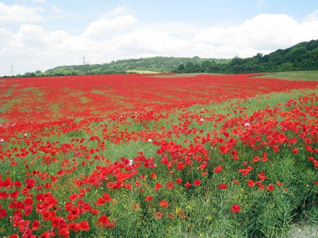 Yeast could reduce the need to grow poppy fields for opiates. Image via Geograph.org