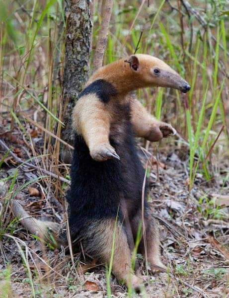 stinky animal, lesser anteater