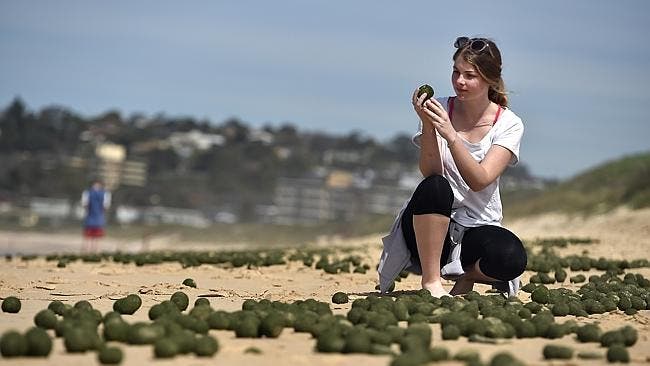 Roxy Rogan of Allambie checking out the balls. Picture: Martin Lange
