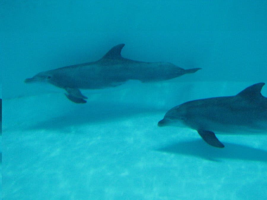Bottle nose dolphins navigate using the magnetic field. Image via Deviantart, Animal Photos.