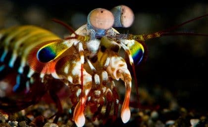 A mantis shrimp's compound eyes are 'superbly tuned' to detect polarised light. Image: Roy Caldwell