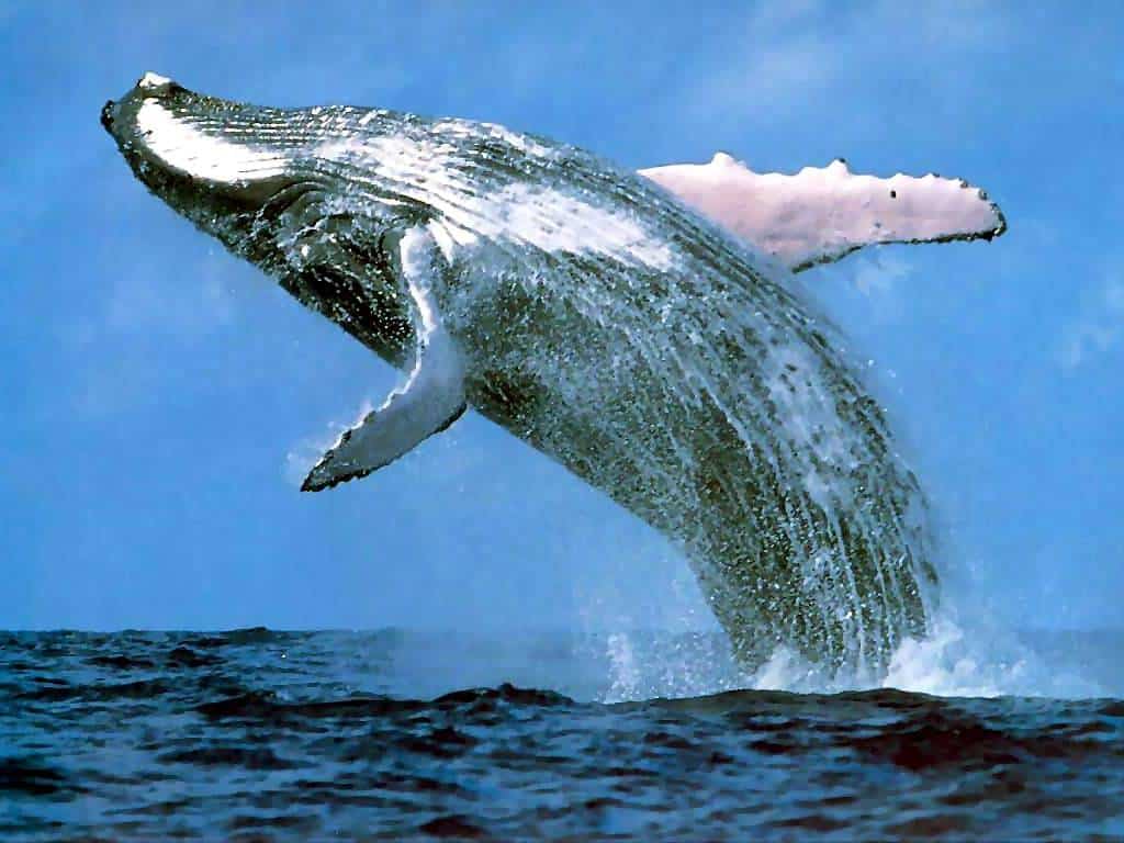 blue_Whale
