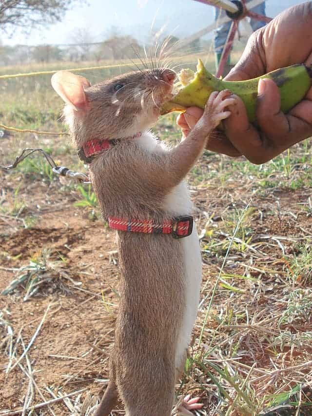 Hero Rat receiving a treat after a successful training round. Photo: APOPO.