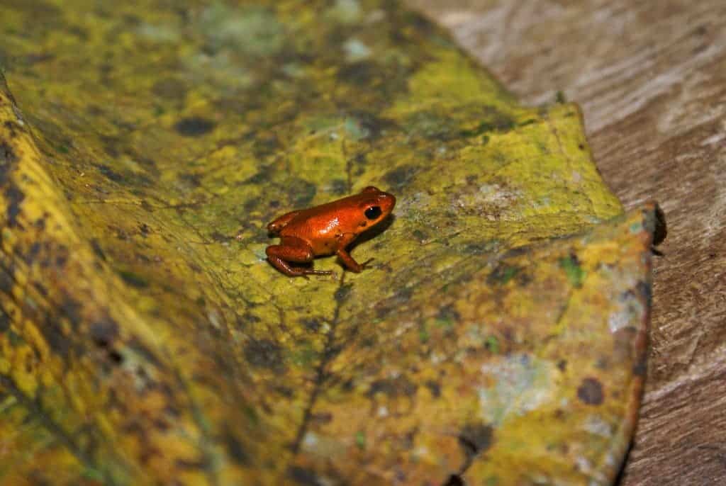 The newfound, orange-colored frog looks nothing like its relatives. Photograph by Abel Batista