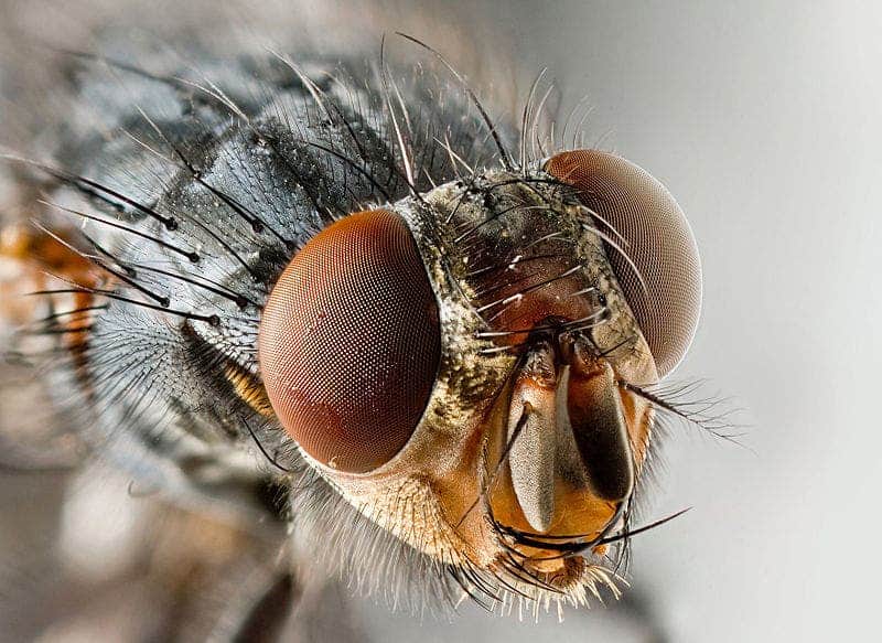 The fly: Musca domestica. Image via Wiki Commons.