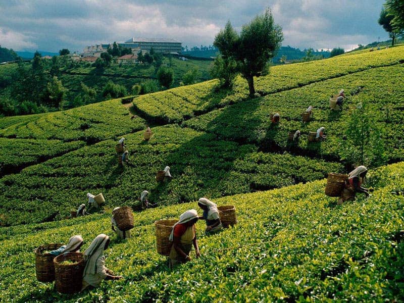 People working on tea plantations. Image via China Tour.