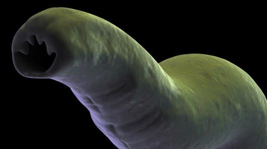 Hookworms affect over 600 million people worldwide. Image via Shutterstock.