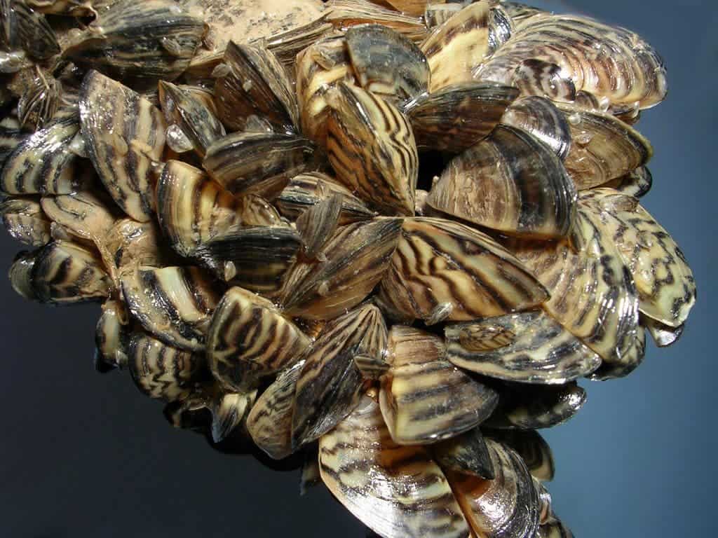 Quagga mussels. Image via 100th Meridian.