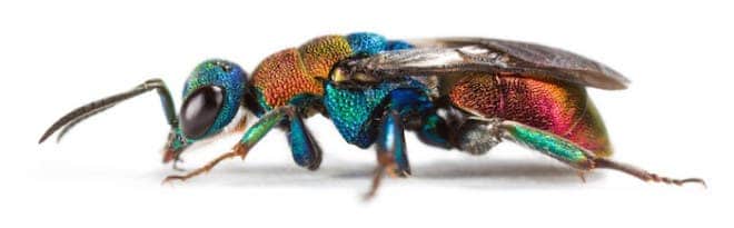 The Cuckoo wasp (Hedychrum nobile) - one of the insects whose DNA was sequenced for the study. Credit: Dr. Oliver Niehuis, ZFMK, Bonn