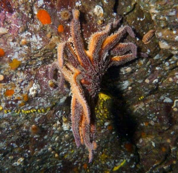 A decomposing P. helianthoides starfish still clinging to a rock. Photograph courtesy Jonathan Martin