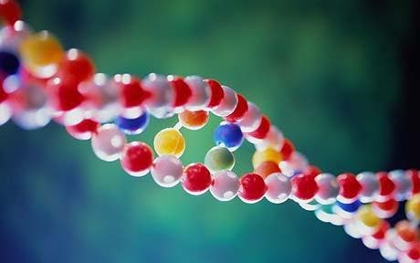 Genetics may hold the key to very long lives. Image credits: Telegraph.