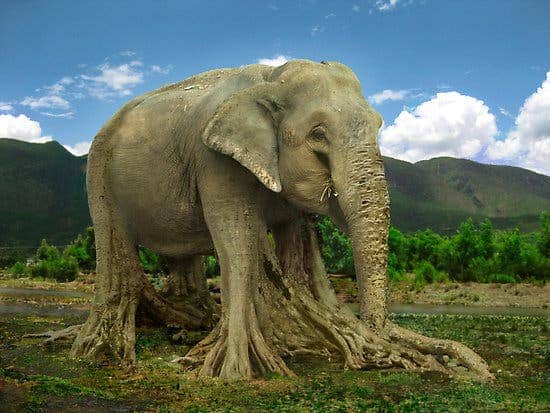 Elephant Tree by Shai Biran