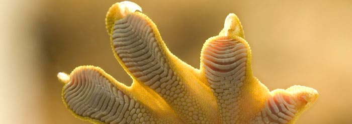 Geckos can run just as easily along a wall or ceiling as they can across a floor. This is due to special pads on their toes, which can even grip glass. No man-made adhesive technology comes even close to functioning as well as gecko feet. Credit: Institute for Creation Research