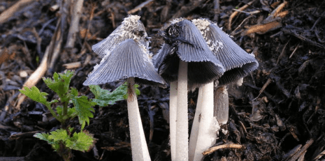 mushroom antibiotic copsin