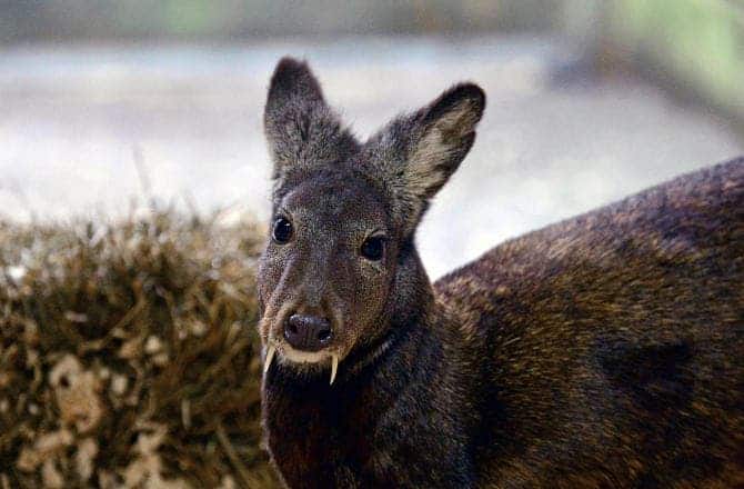This photo shows a Siberian musk deer -- one of seven similar species found in Asia. JULIE LARSEN MAHER © WCS