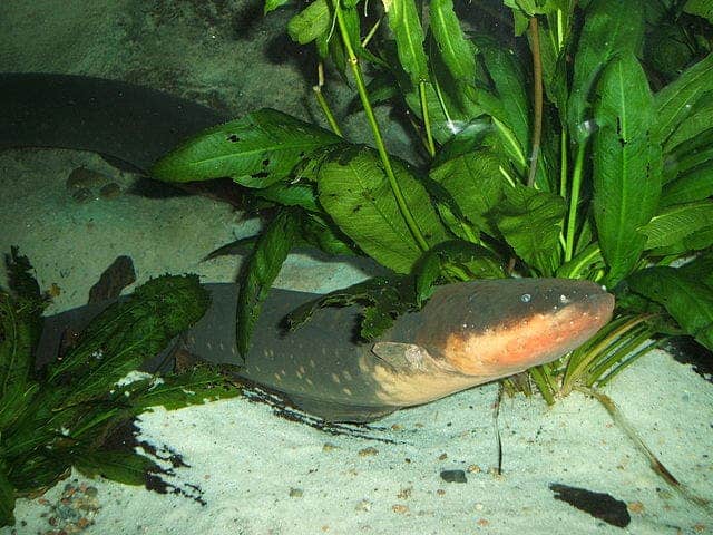 The electric eel can send out bursts of up to 600 volts. Image via Wiki Commons.