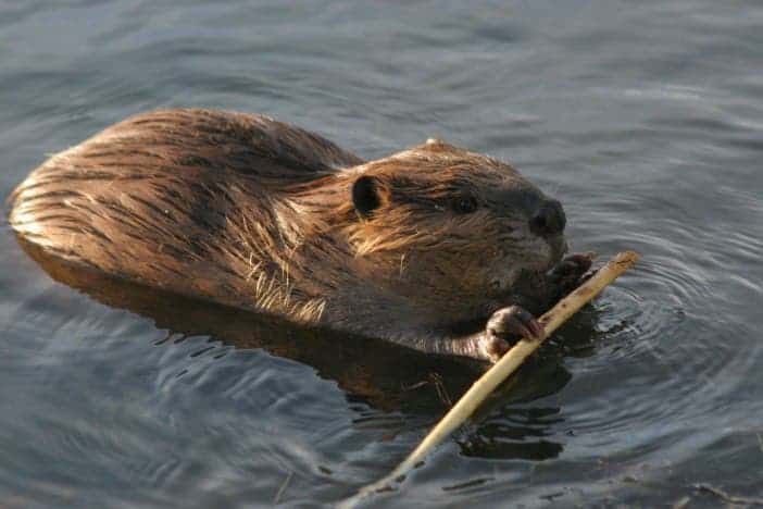 Beavers have a slight contribution to global warming, by encouraing methane emissions. Image via am980.