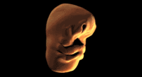 How a human baby’s face develops in the womb.