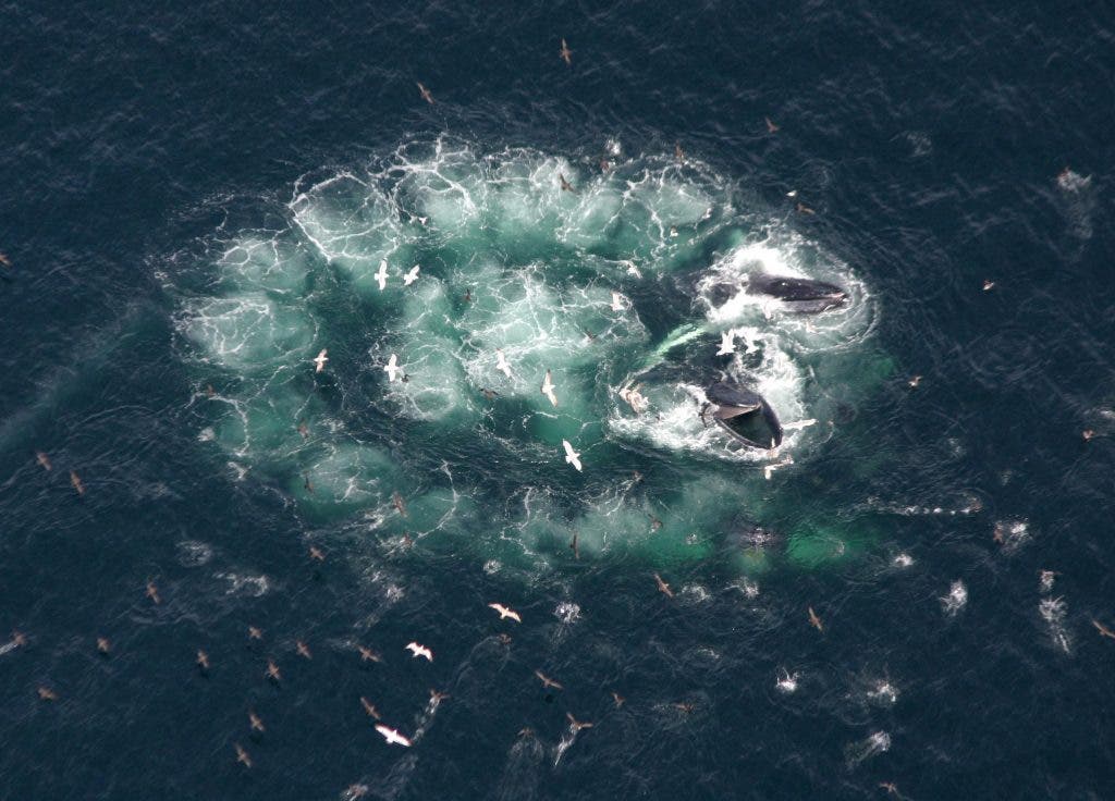 Humpback whales using the bubble net techniques. Image via Neutrons for Breakfast.