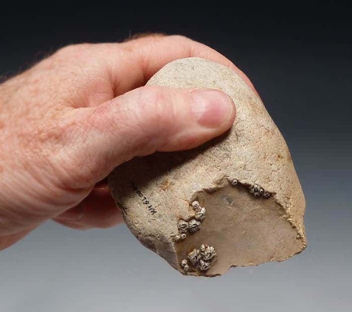 Oldowan chopping flint dated from the Lower Paleolithic 900,000 years ago. Credit: World Museum of Man