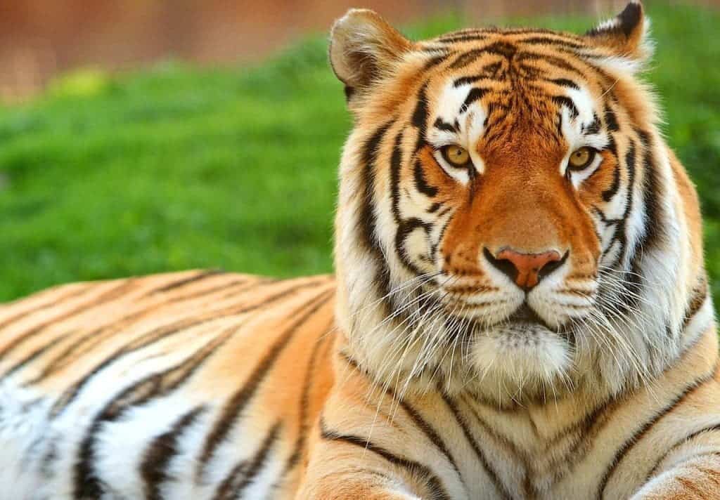 Finally some good news for tigers. Image via fanpop.