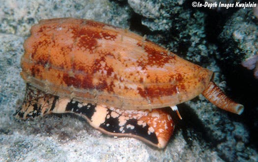 Conus geographus, the cone snail used for this study.