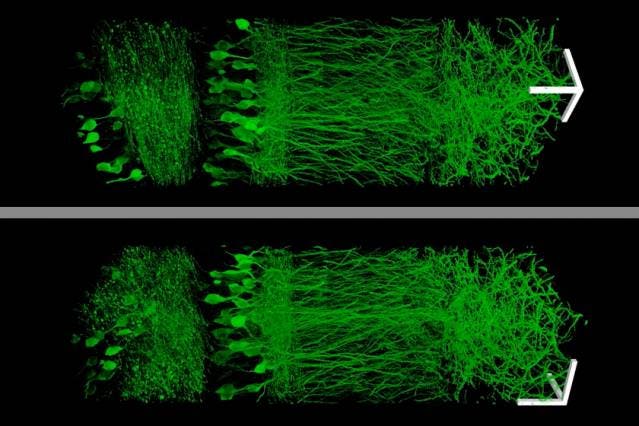 Using a new technique that allows them to enlarge brain tissue, MIT scientists created these images of neurons in the hippocampus.

Image: Fei Chen and Paul Tillberg