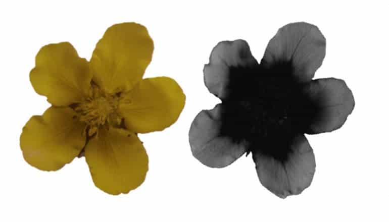 Many flowers that appear uniform in color to humans (left) have patterns in the ultraviolet spectrum (right) that are used by pollinators. Interestingly, these patterns can also protect pollen from damage caused by solar UV radiation. (Credit: U. Pittsburgh)