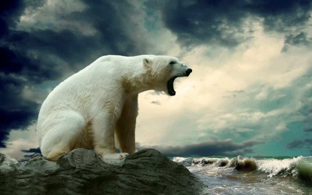polar bear 