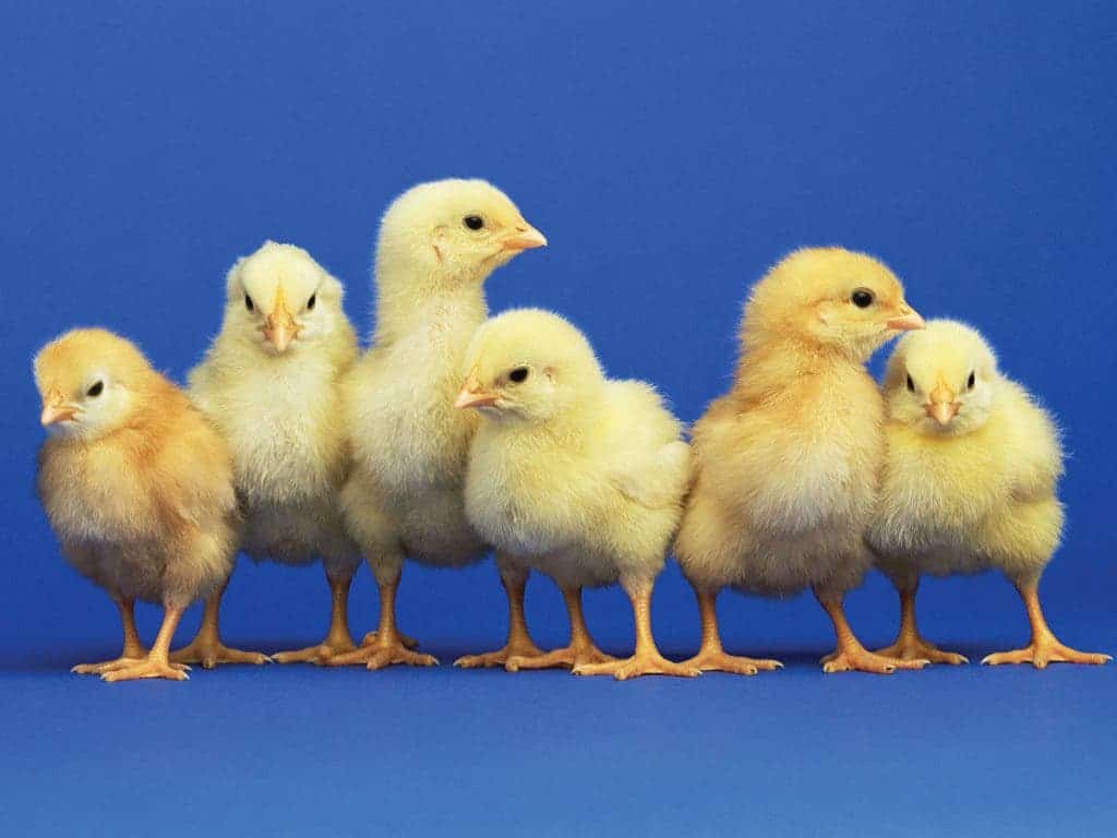 baby-chicks1