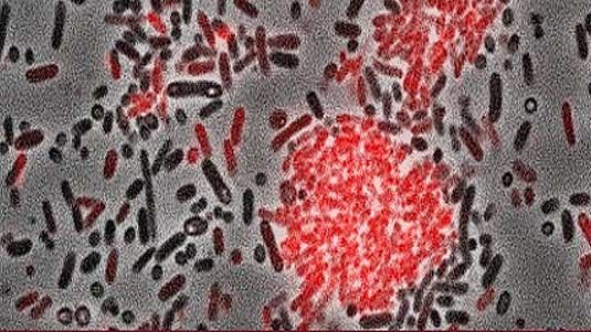 The micrograph shows the bacterium Photorhabdus luminescens. The cells labeled in red produce the aggregation factor. (Source: ) Ralf Heermann, LMU